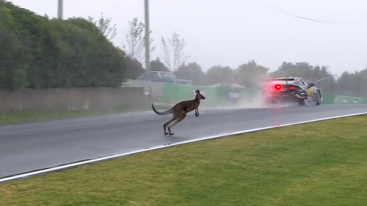 Kangaroo Racing The kangaroo close call that nearly ended Allen's Finals hopes | Supercars